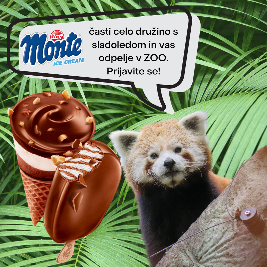 Monte X ZOO (1080 × 1350, pik) (1080 x 1080 pik)